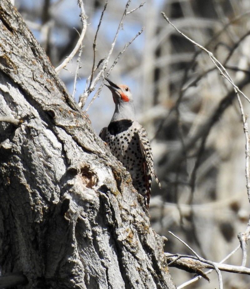 Northern Flicker - ML583245421