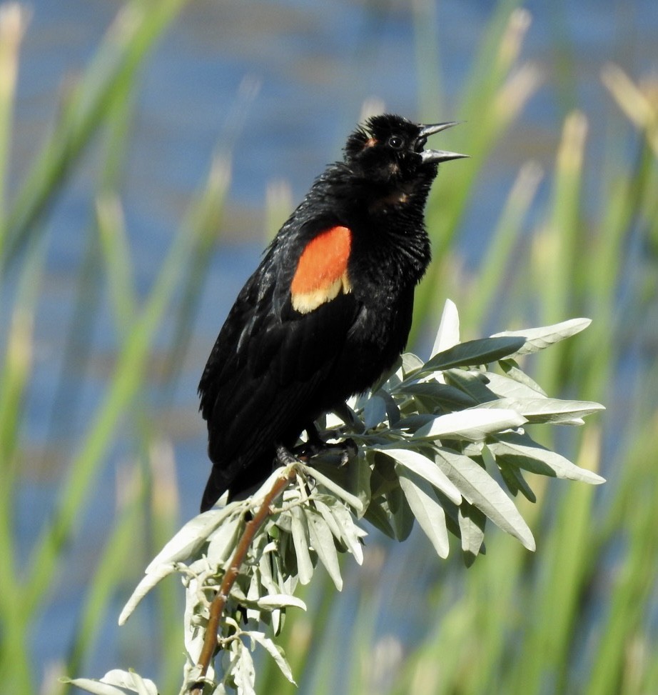Red-winged Blackbird - ML583245511