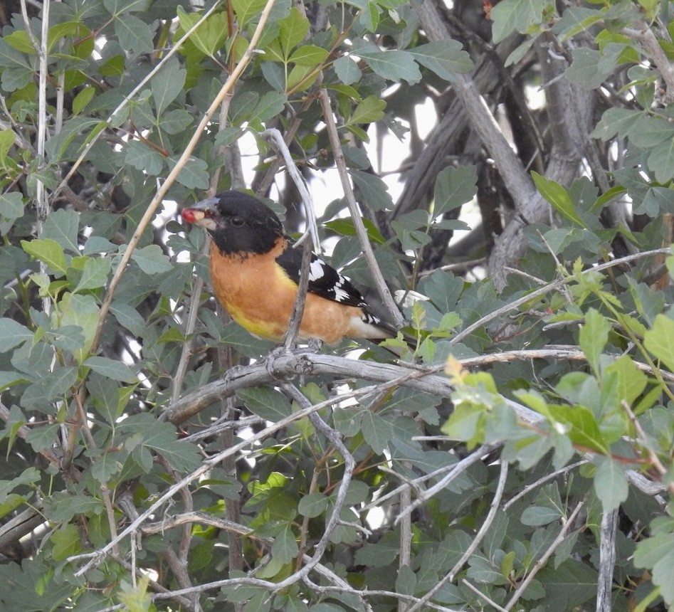 Black-headed Grosbeak - ML583245631