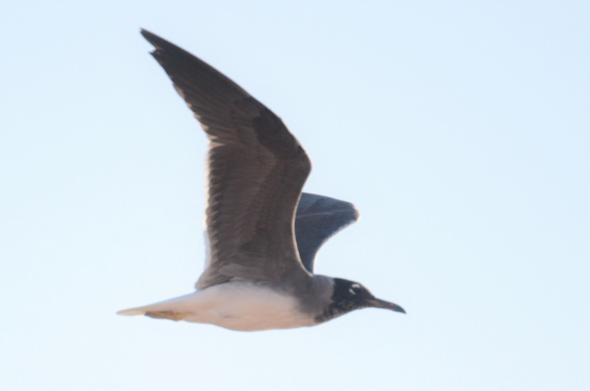 White-eyed Gull - ML583246321