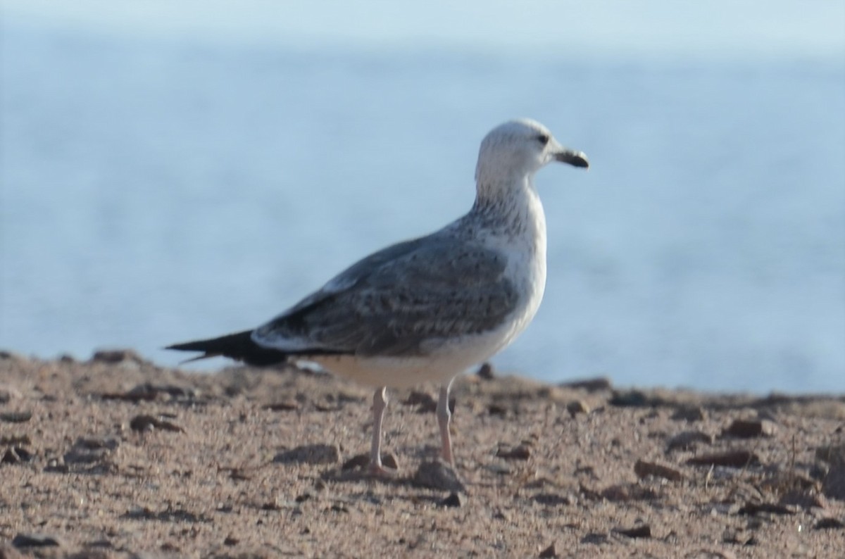 Lesser Black-backed Gull (Heuglin's) - ML583246531