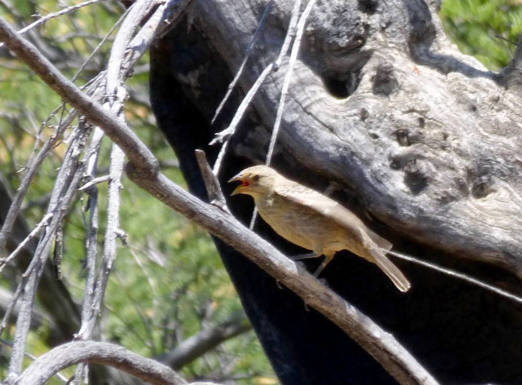 Brown-headed Cowbird - ML583246551