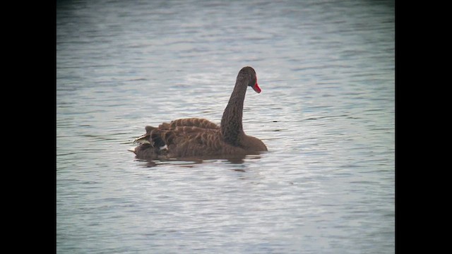 Cisne Negro - ML583246711