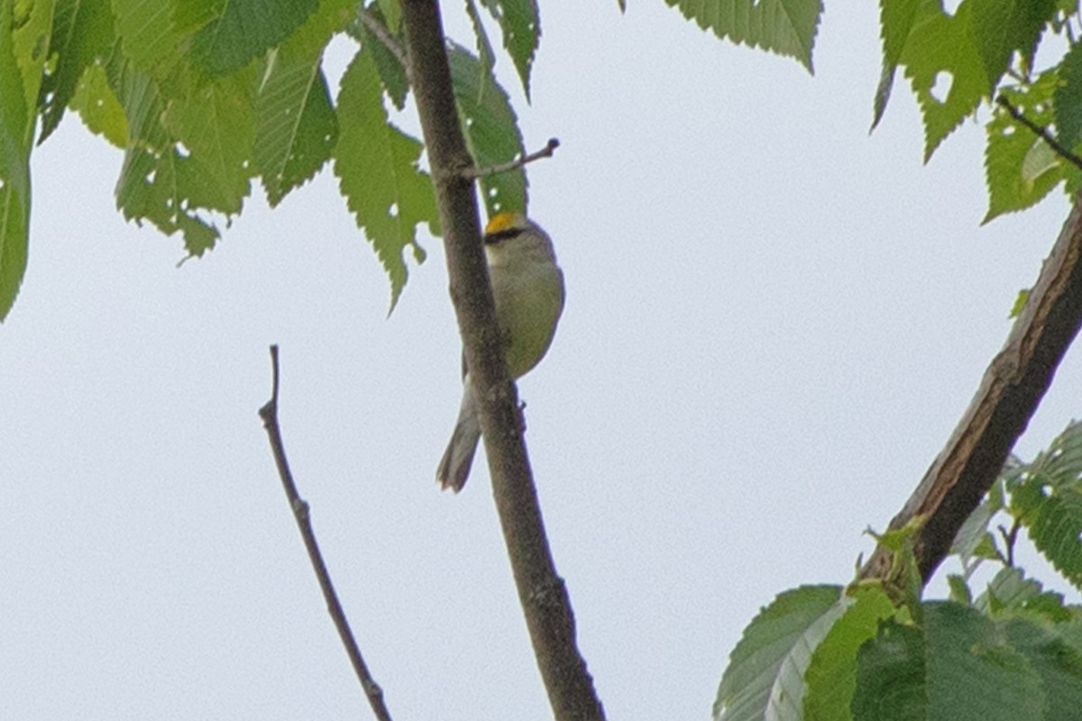 Brewster's Warbler (hybrid) - ML583247271