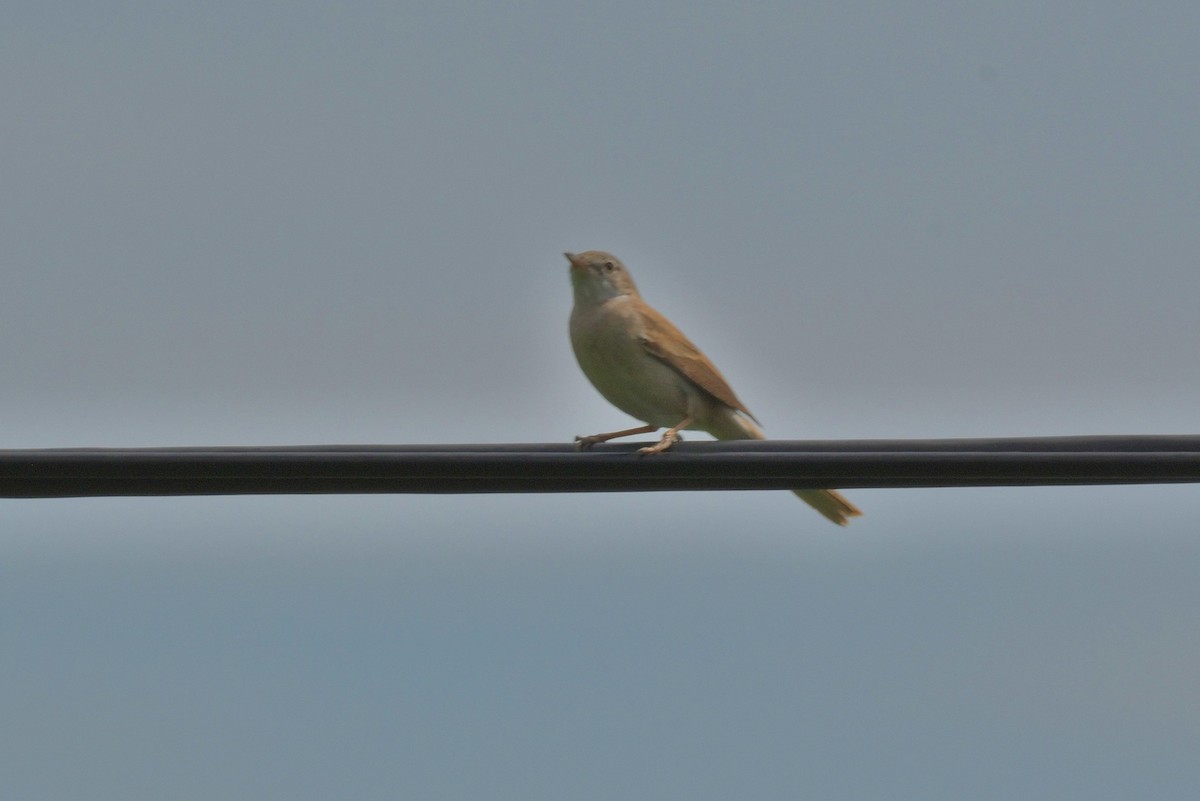 Greater Whitethroat - ML583247681