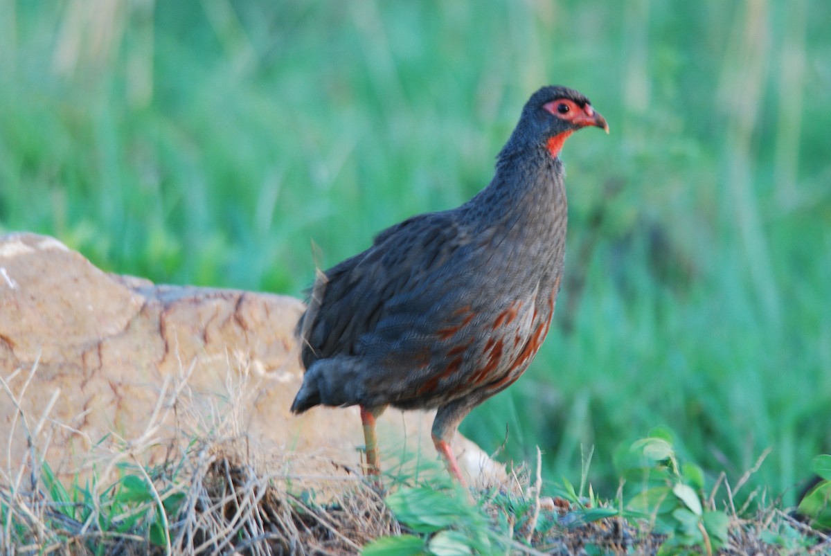 Red-necked Spurfowl - ML583248351
