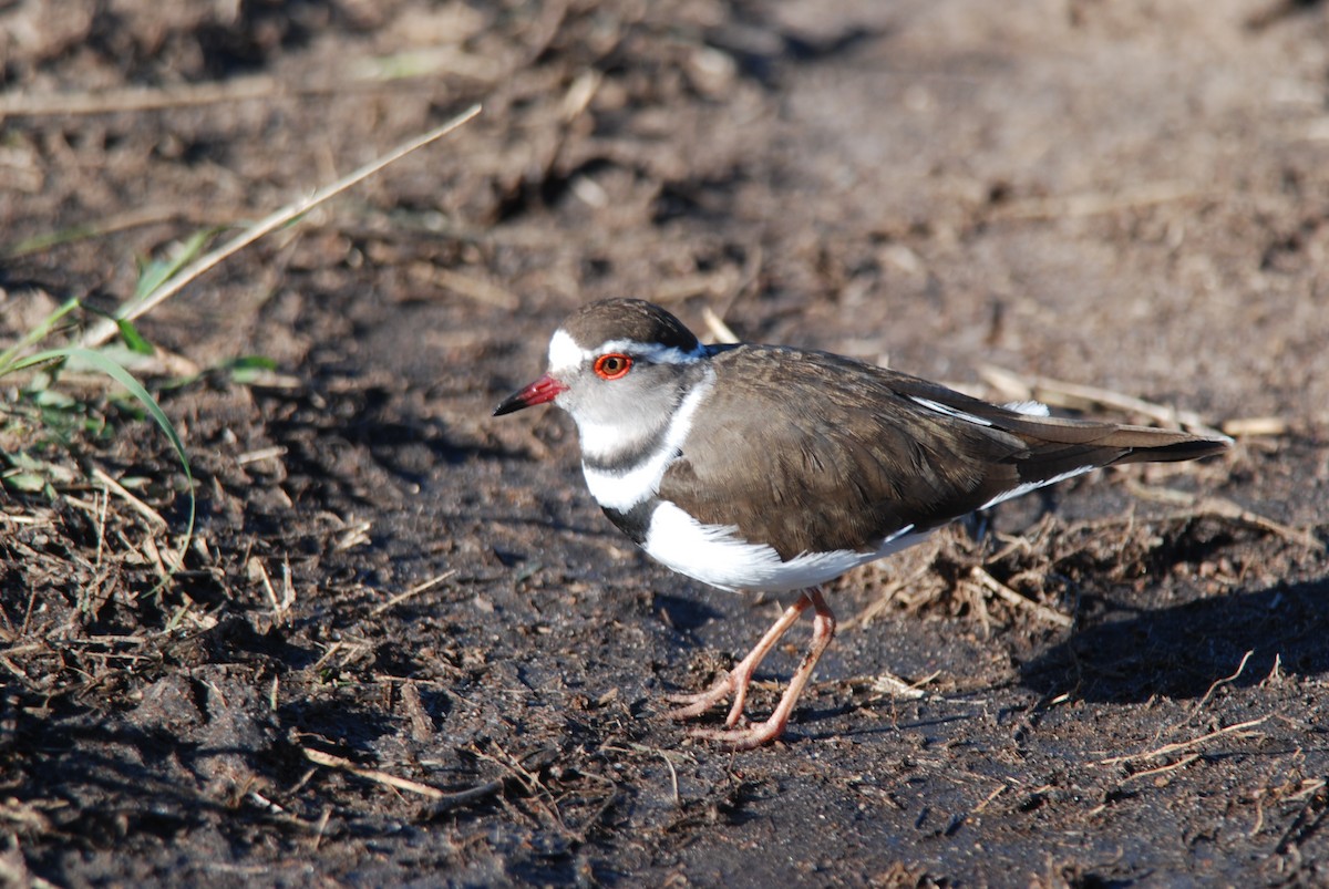 Three-banded Plover - ML583248471