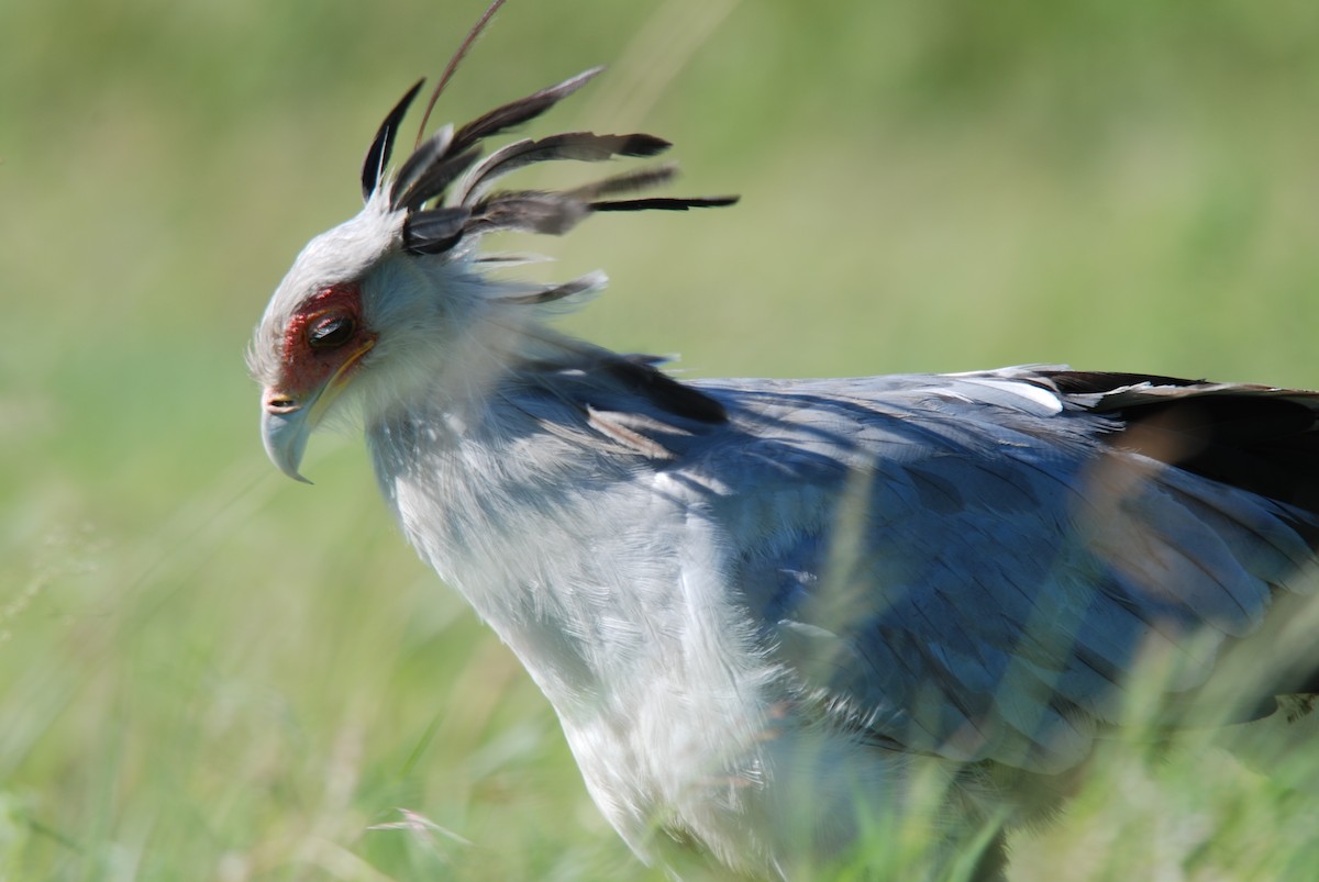 Secretarybird - ML583248581