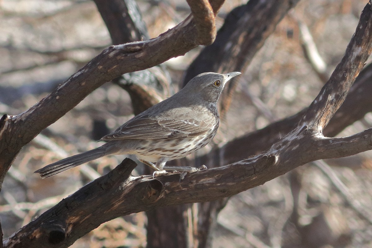 Sage Thrasher - ML583248821