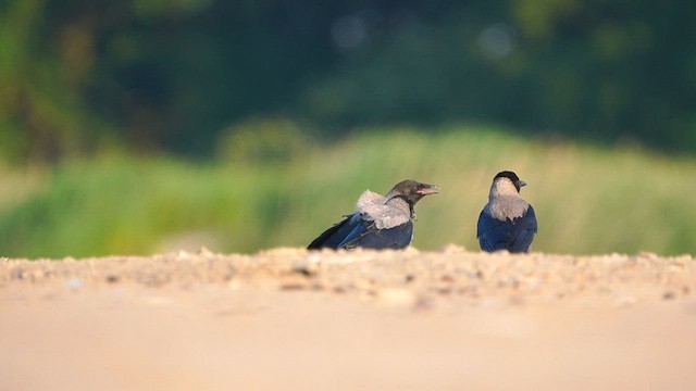 Hooded Crow - ML583249461