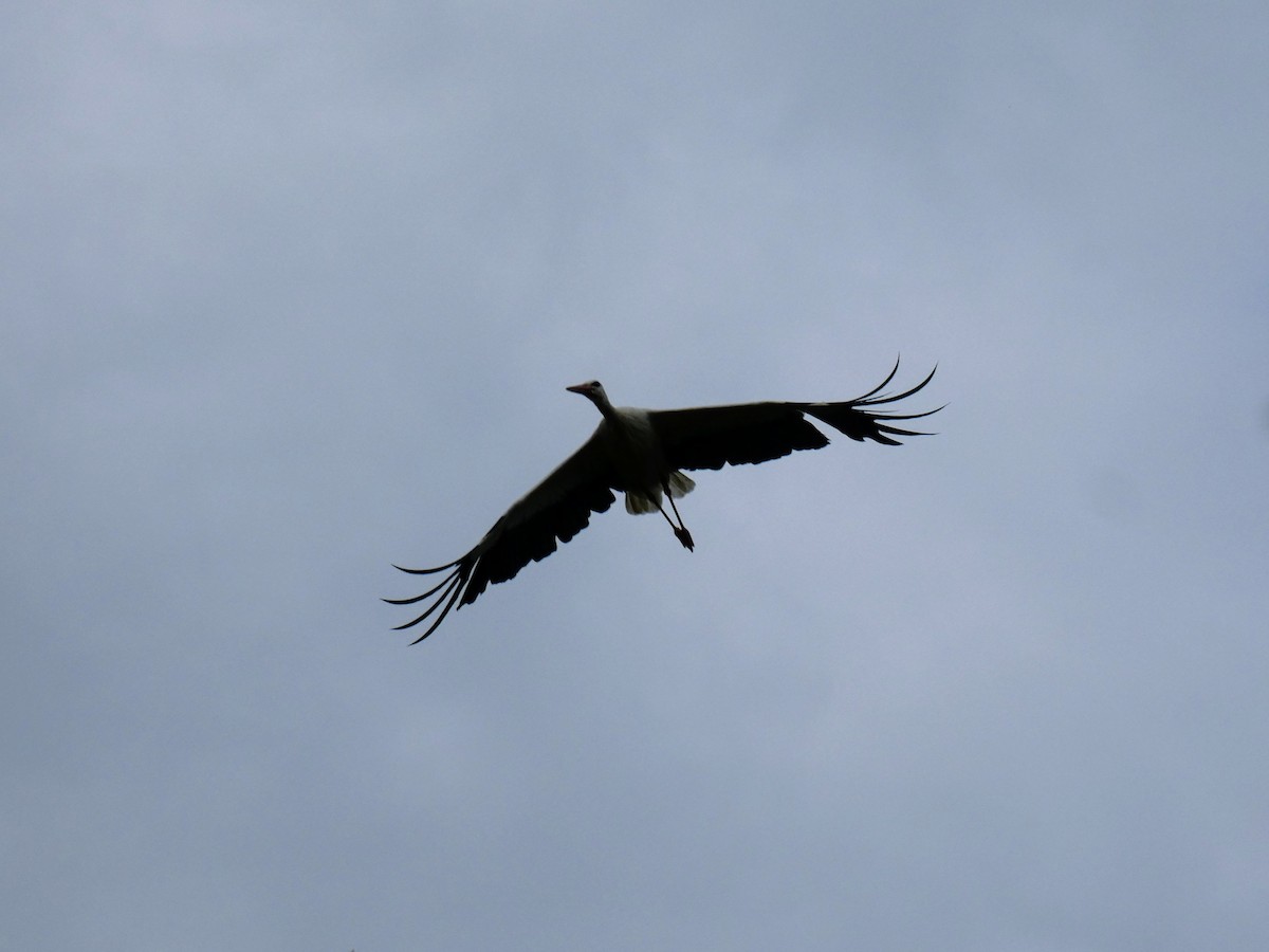 White Stork - ML583250871