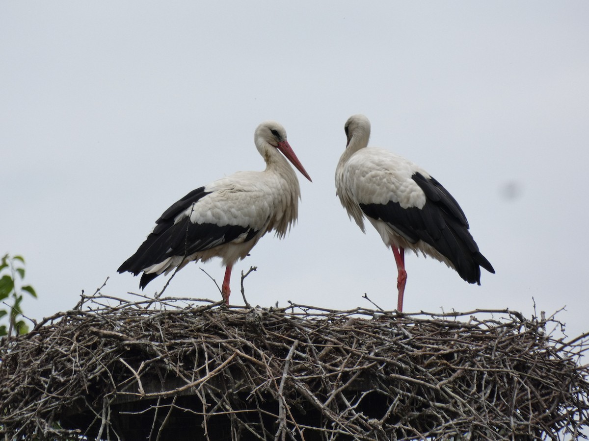 White Stork - ML583250881