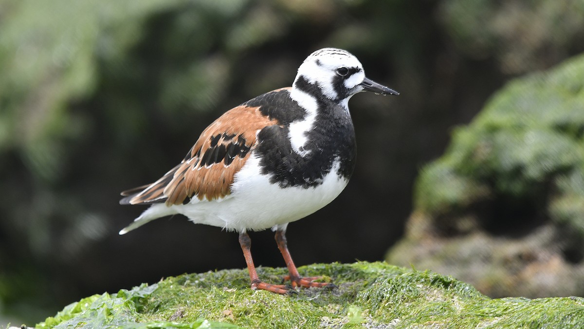 Ruddy Turnstone - M B