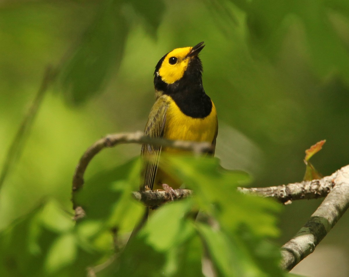 Hooded Warbler - ML58325111