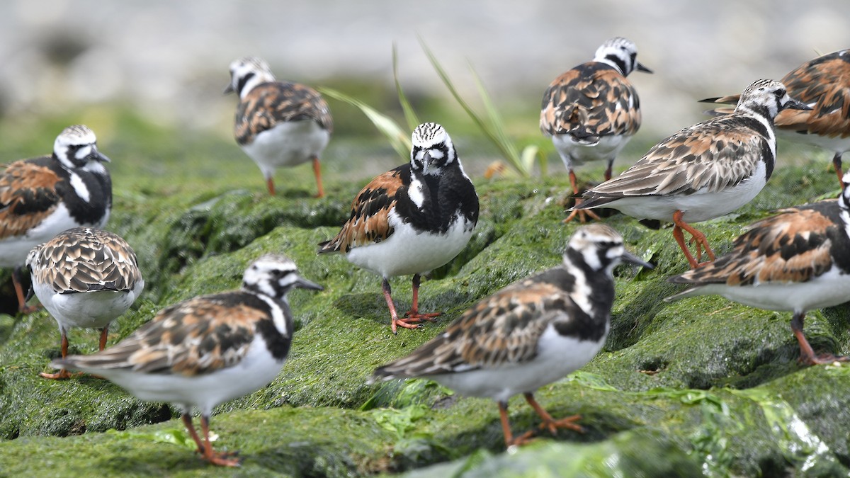 Ruddy Turnstone - M B