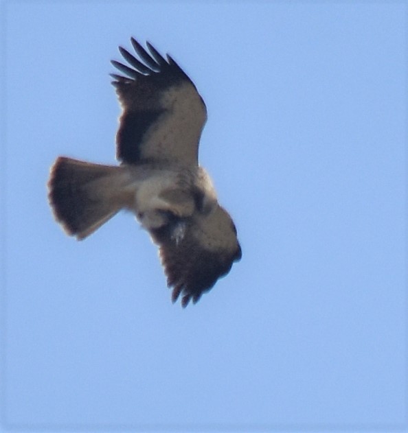 Booted Eagle - ML583251341