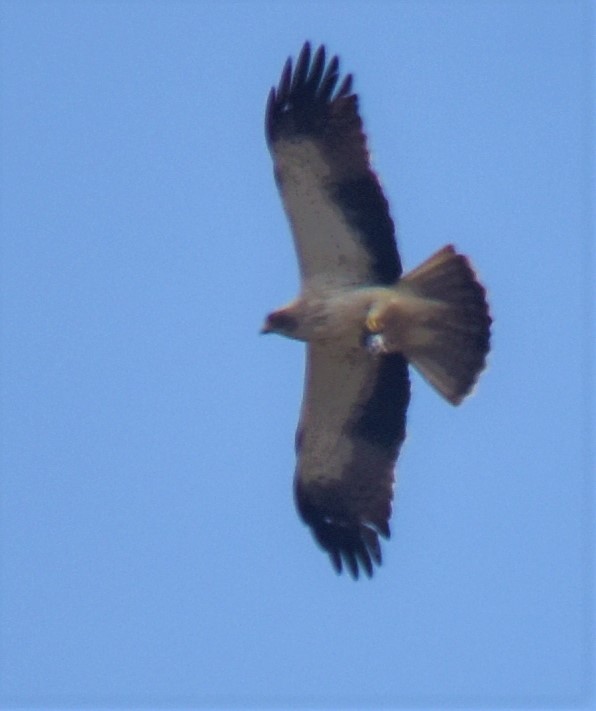 Águila Calzada - ML583251351