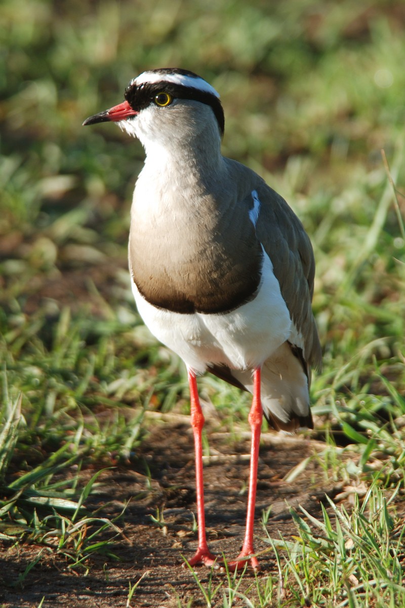 Crowned Lapwing - ML583251761