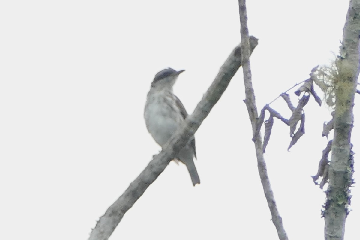 Stripe-breasted Rhabdornis - Peter Kaestner