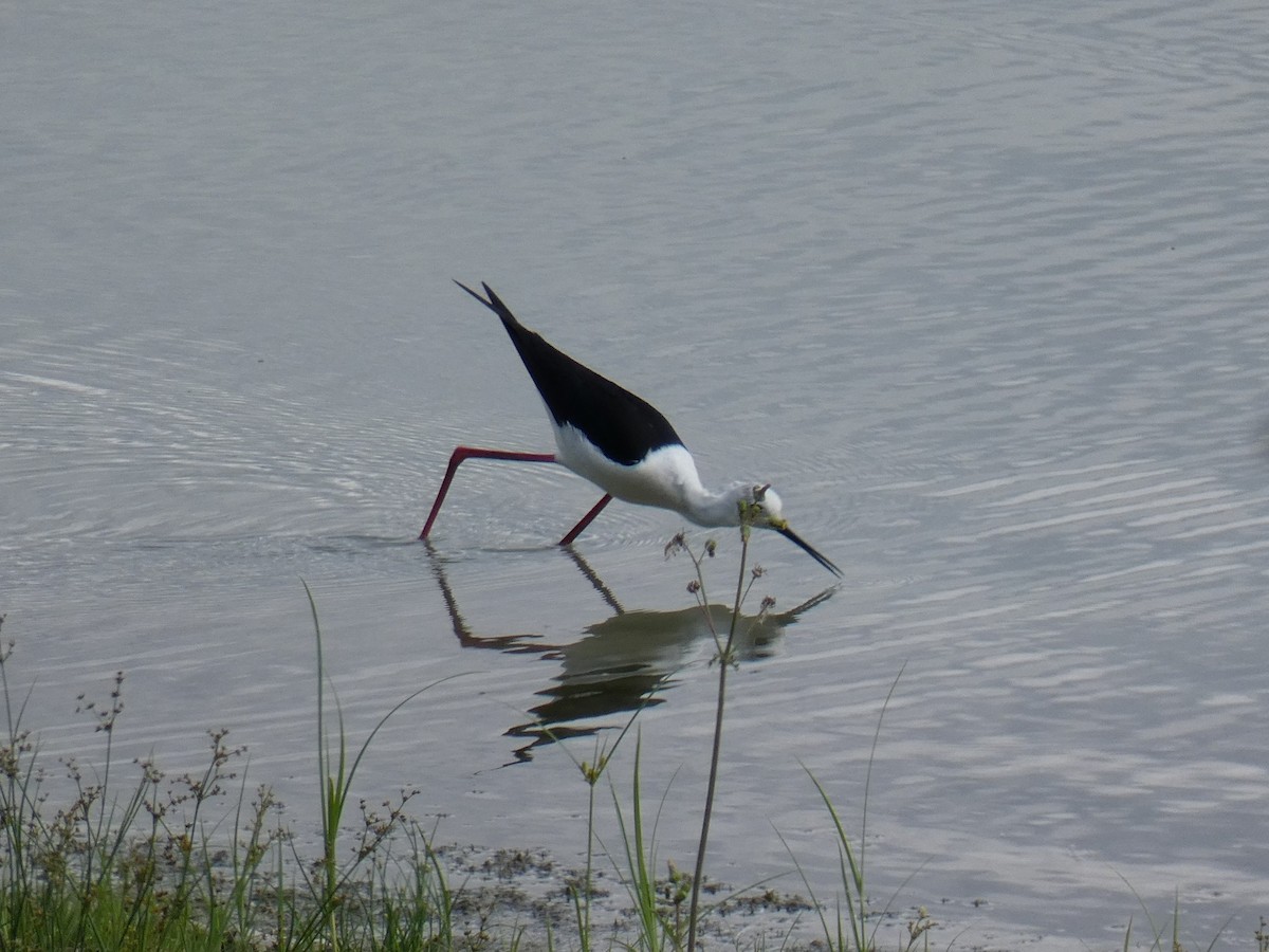 Black-winged Stilt - ML583252111