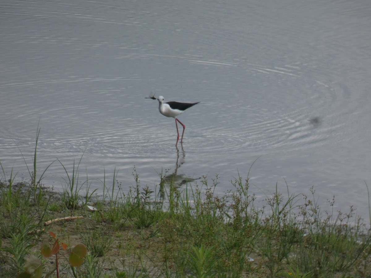 Black-winged Stilt - ML583252121