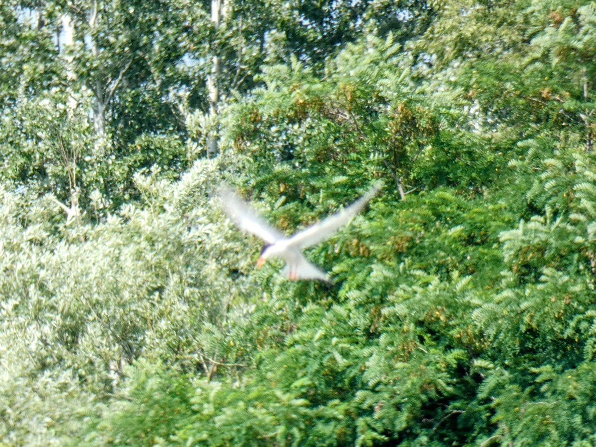 Common Tern - ML583252411