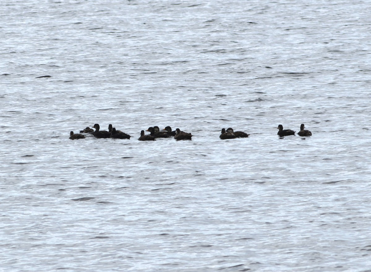 Black Scoter - ML583252611