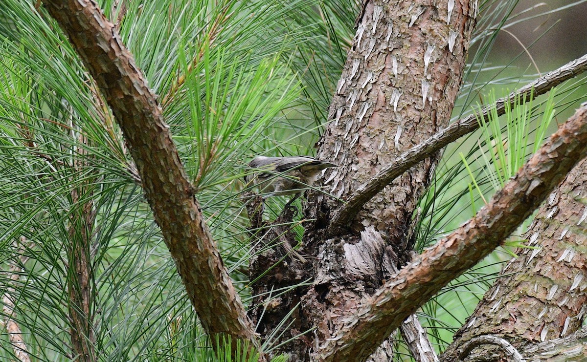 Brown-headed Nuthatch - ML583252641