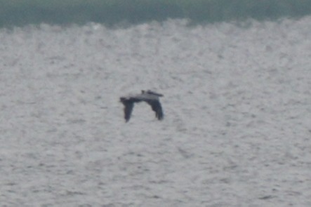 Brown Pelican - ML583252851