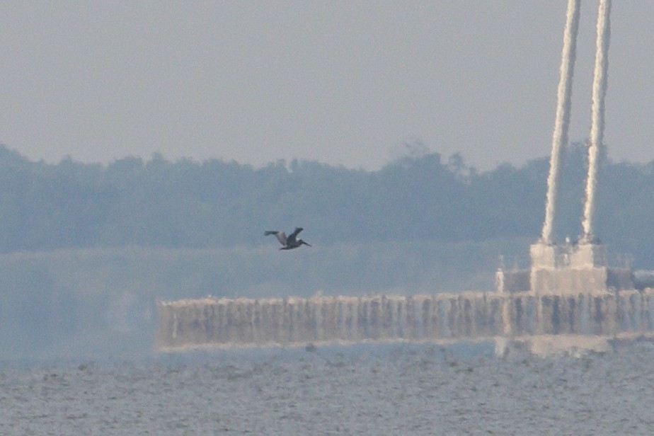 Brown Pelican - ML583252861