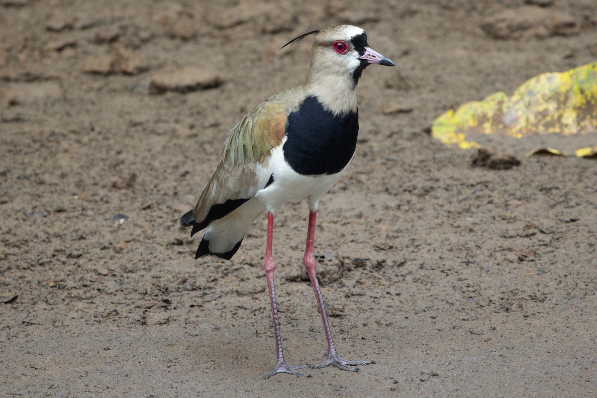 Southern Lapwing - Howard Shapiro