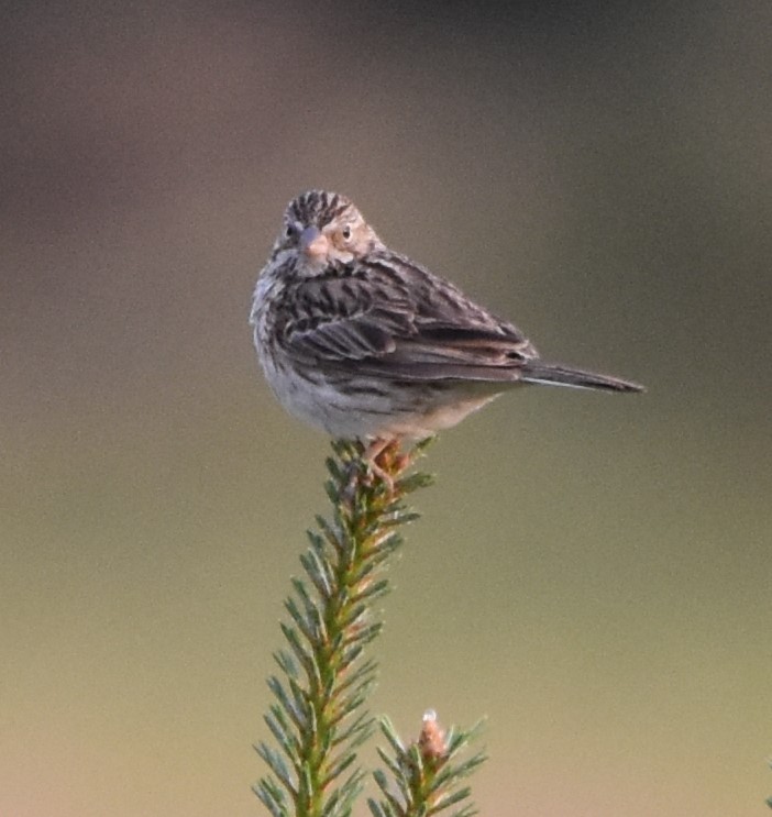 Clay-colored Sparrow - ML583253471