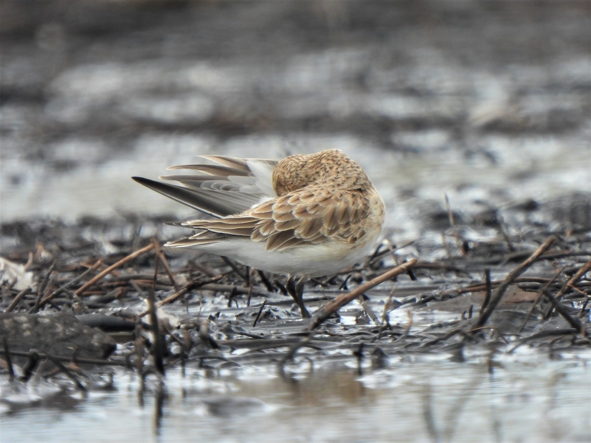 Baird's Sandpiper - Ryan Irvine