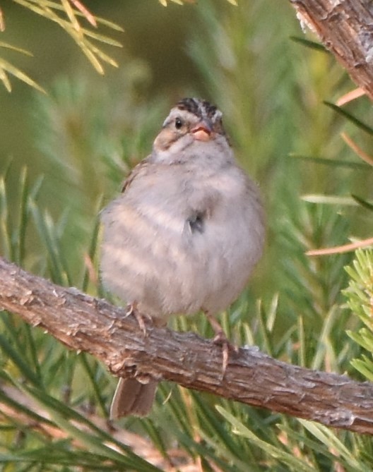 Clay-colored Sparrow - ML583253951