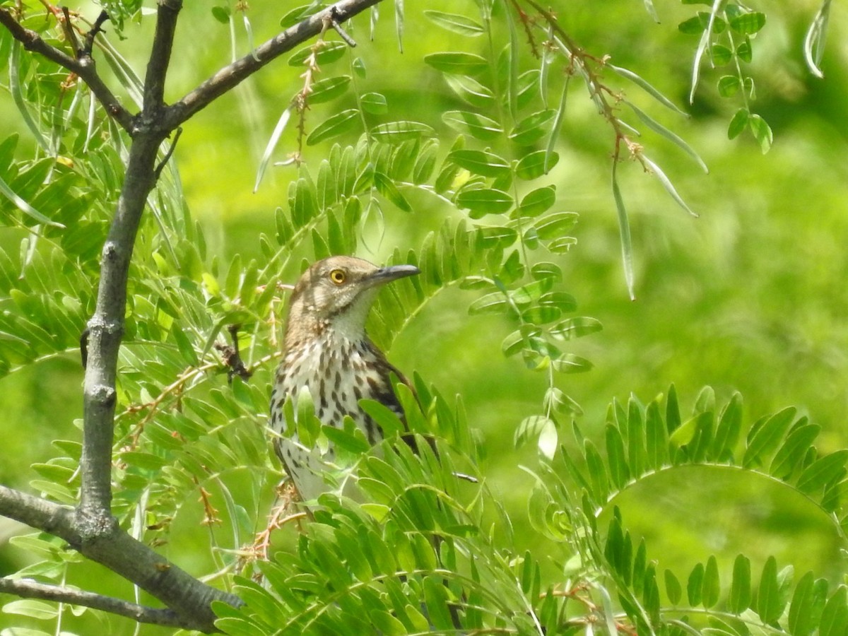 Brown Thrasher - Lisa Benjamin