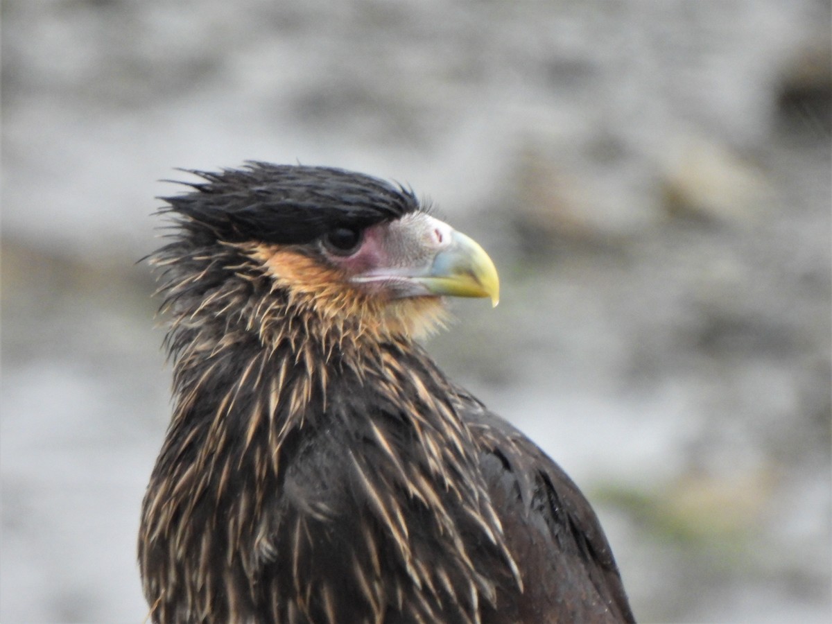 Crested Caracara (Southern) - ML583254321