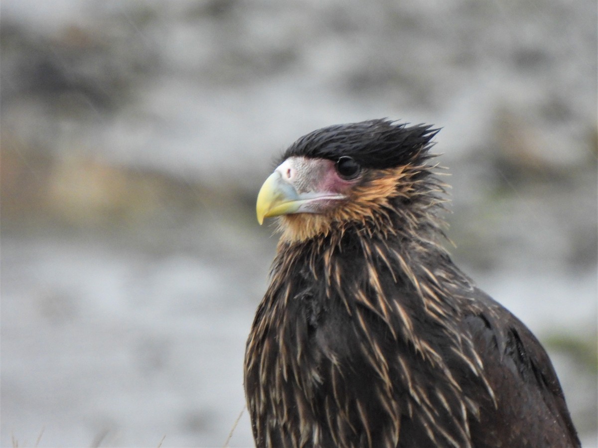 Caracara huppé (plancus) - ML583254331