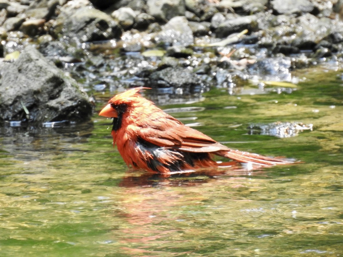 Northern Cardinal - Lisa Benjamin