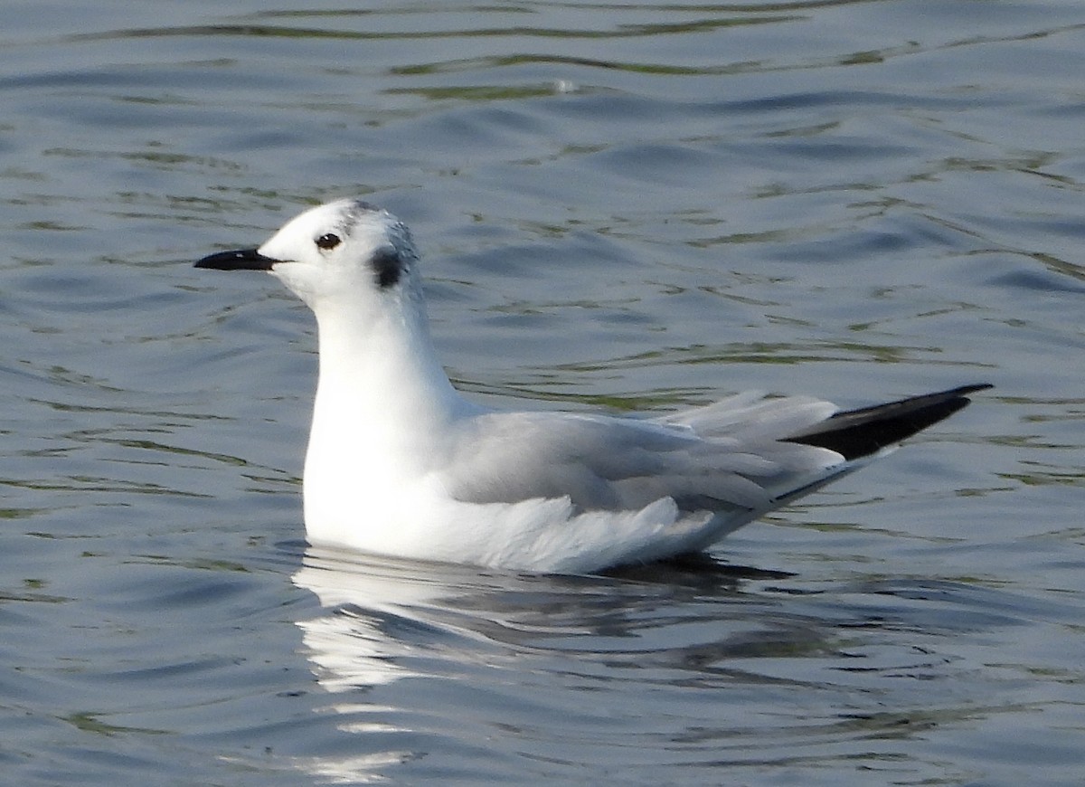 Bonaparte's Gull - ML583255491