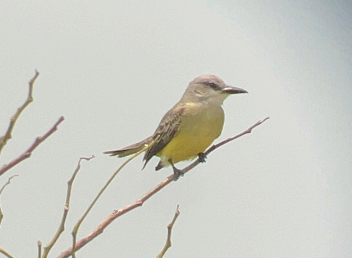 Tropical Kingbird - ML583256261