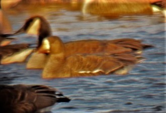 Greater White-fronted Goose - ML583256531