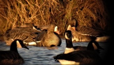 Greater White-fronted Goose - ML583256751