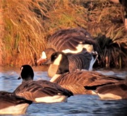 Greater White-fronted Goose - ML583256991