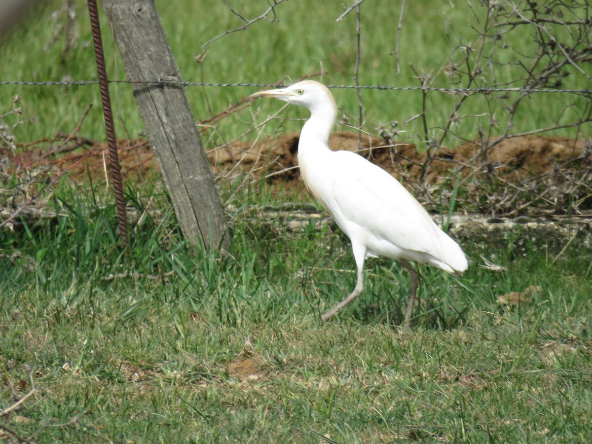 Western Cattle-Egret - ML583257271