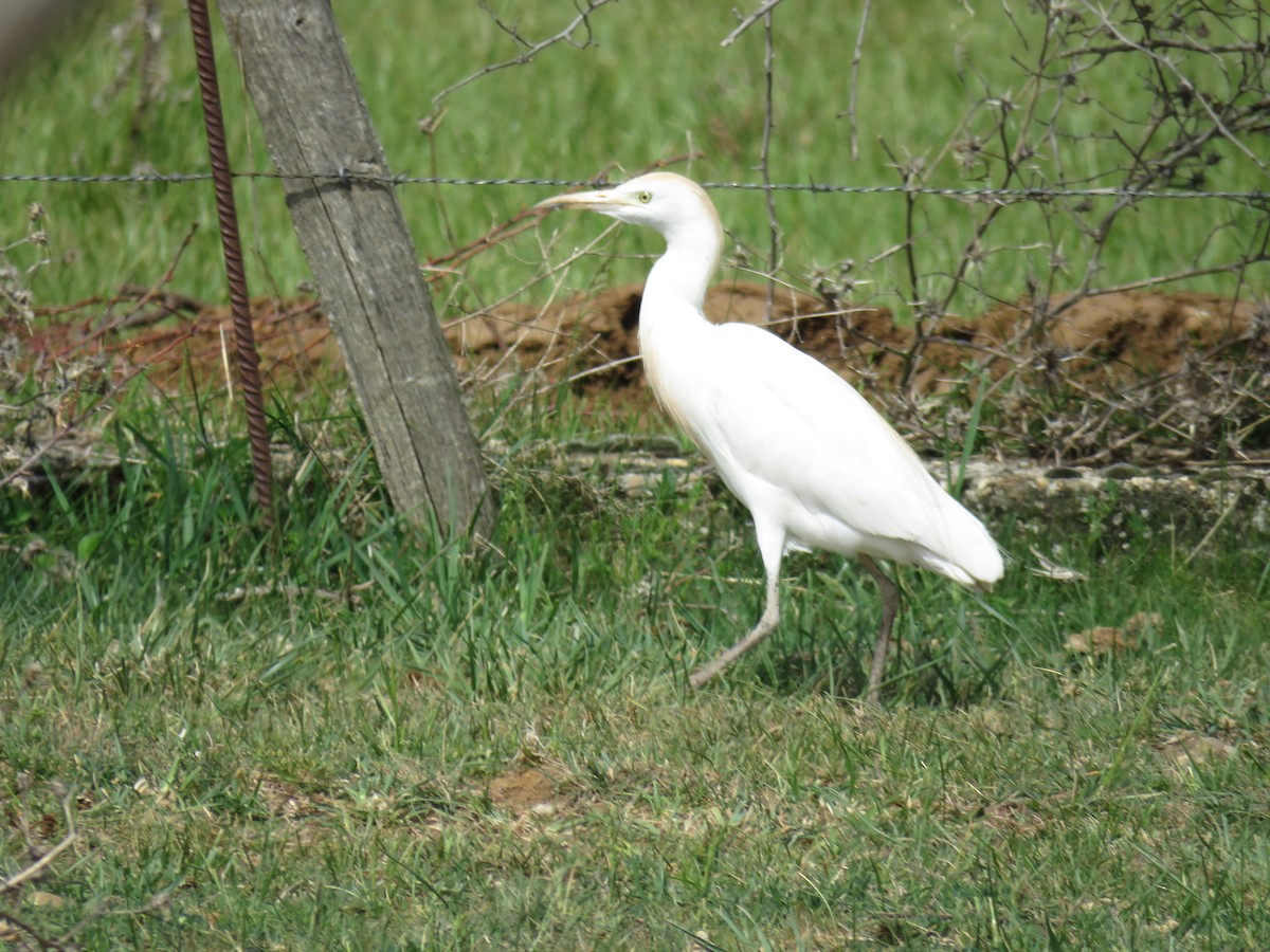 Western Cattle Egret - ML583257271