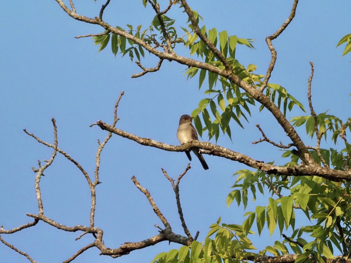 Eastern Wood-Pewee - ML583257431