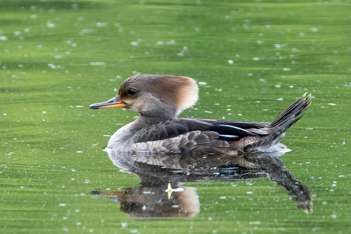 Hooded Merganser - ML58325751