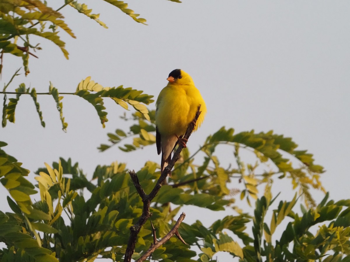 American Goldfinch - ML583257611