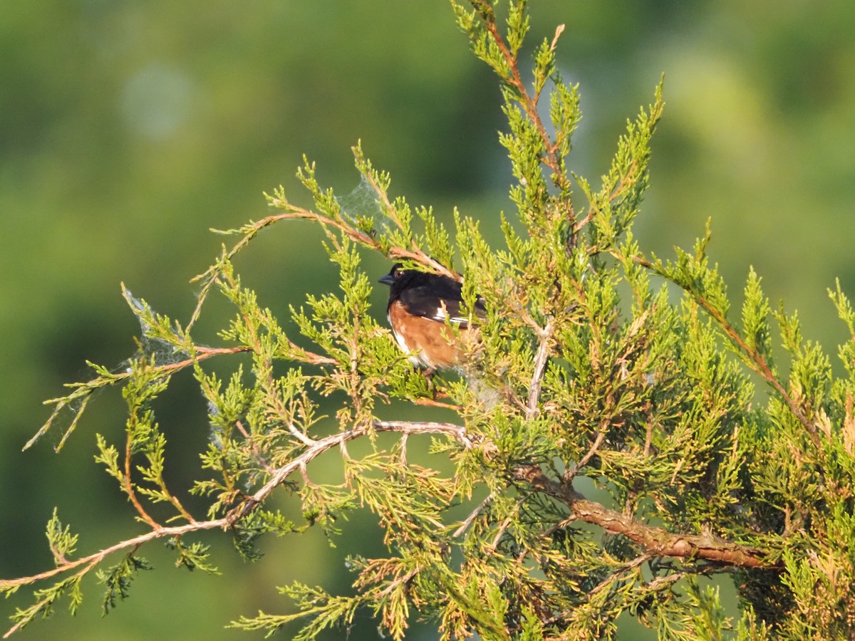 Eastern Towhee - ML583257721