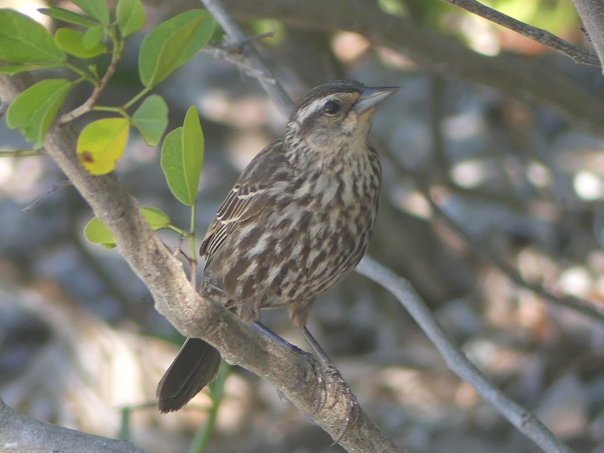 Red-winged Blackbird - ML583258011